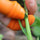 Orange Silicone Thumb Cutter – Finger Knife for Vegetable Harvesting, Fruit Picking & Gardening